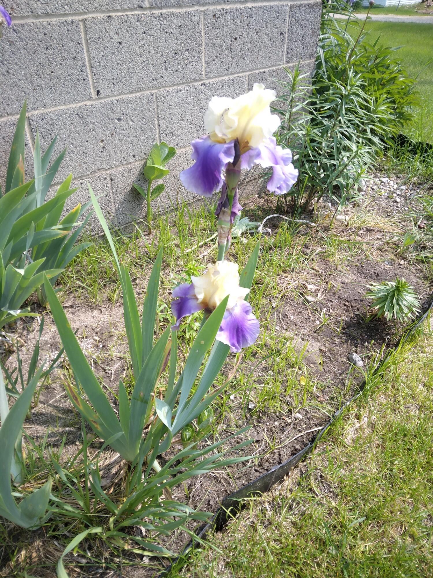 14 5th Street Morley, MI 49336 - Photo 11 of 51 20250531_111457_resized