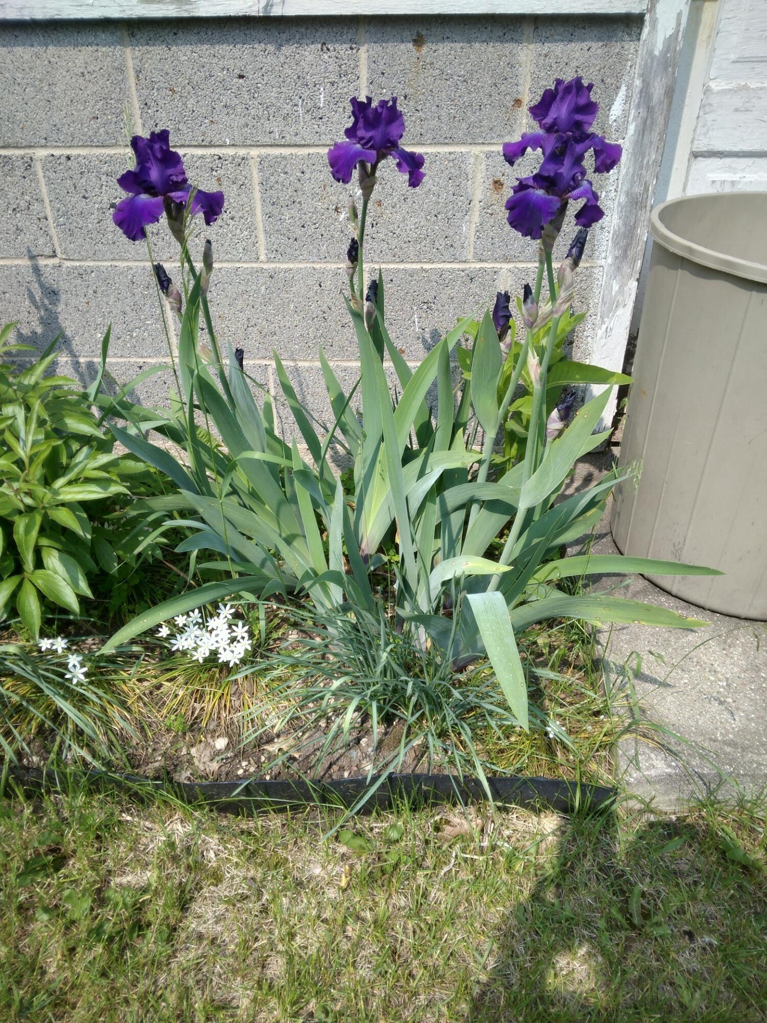 14 5th Street Morley, MI 49336 - Photo 10 of 51 20250531_111436_resized