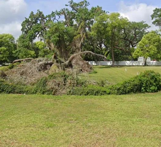 a view of a field with a tree