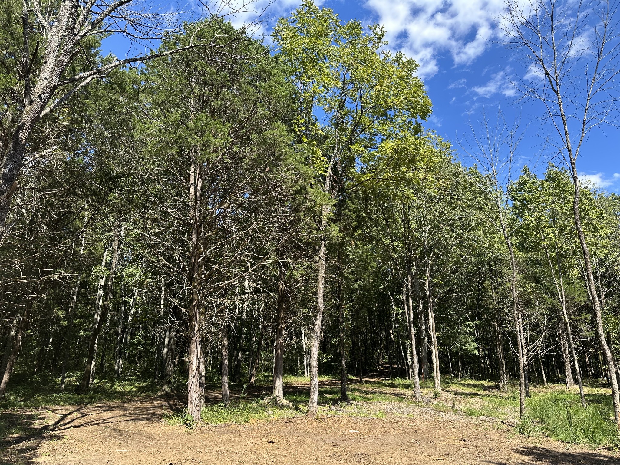 0 Atkinson Road Lebanon, TN 37090 - Photo 11 of 53 a view of a forest filled with trees