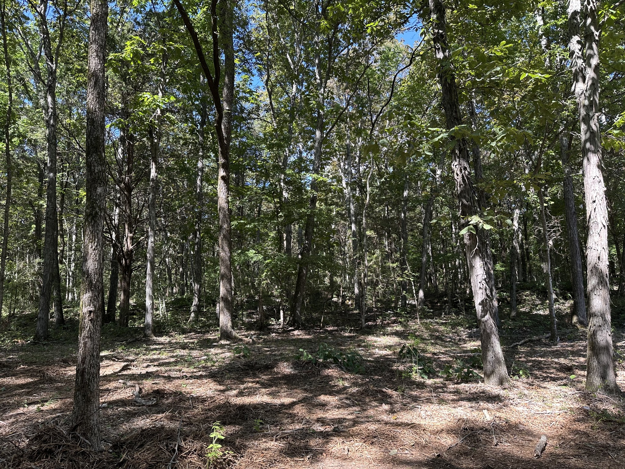 0 Atkinson Road Lebanon, TN 37090 - Photo 18 of 53 a view of a tree in a yard