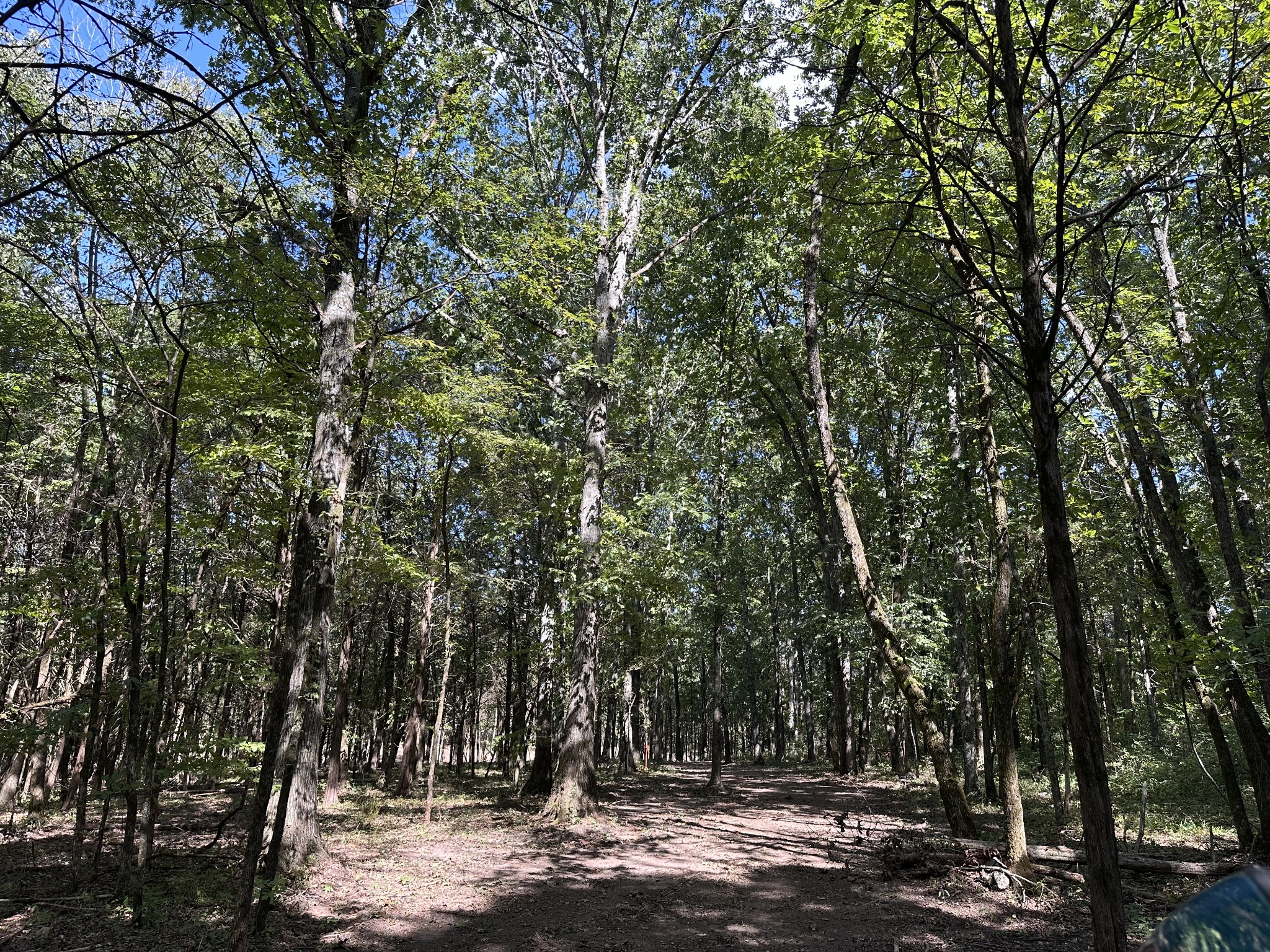 0 Atkinson Road Lebanon, TN 37090 - Photo 20 of 53 a view of a large tree with lots of trees
