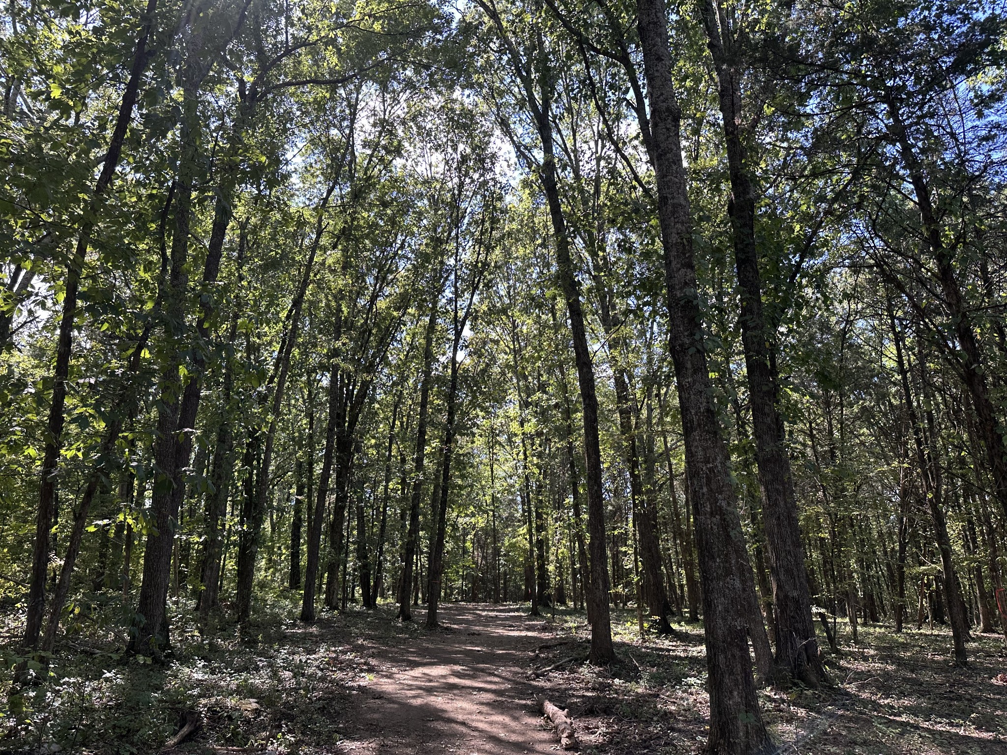 0 Atkinson Road Lebanon, TN 37090 - Photo 21 of 53 a view of forest
