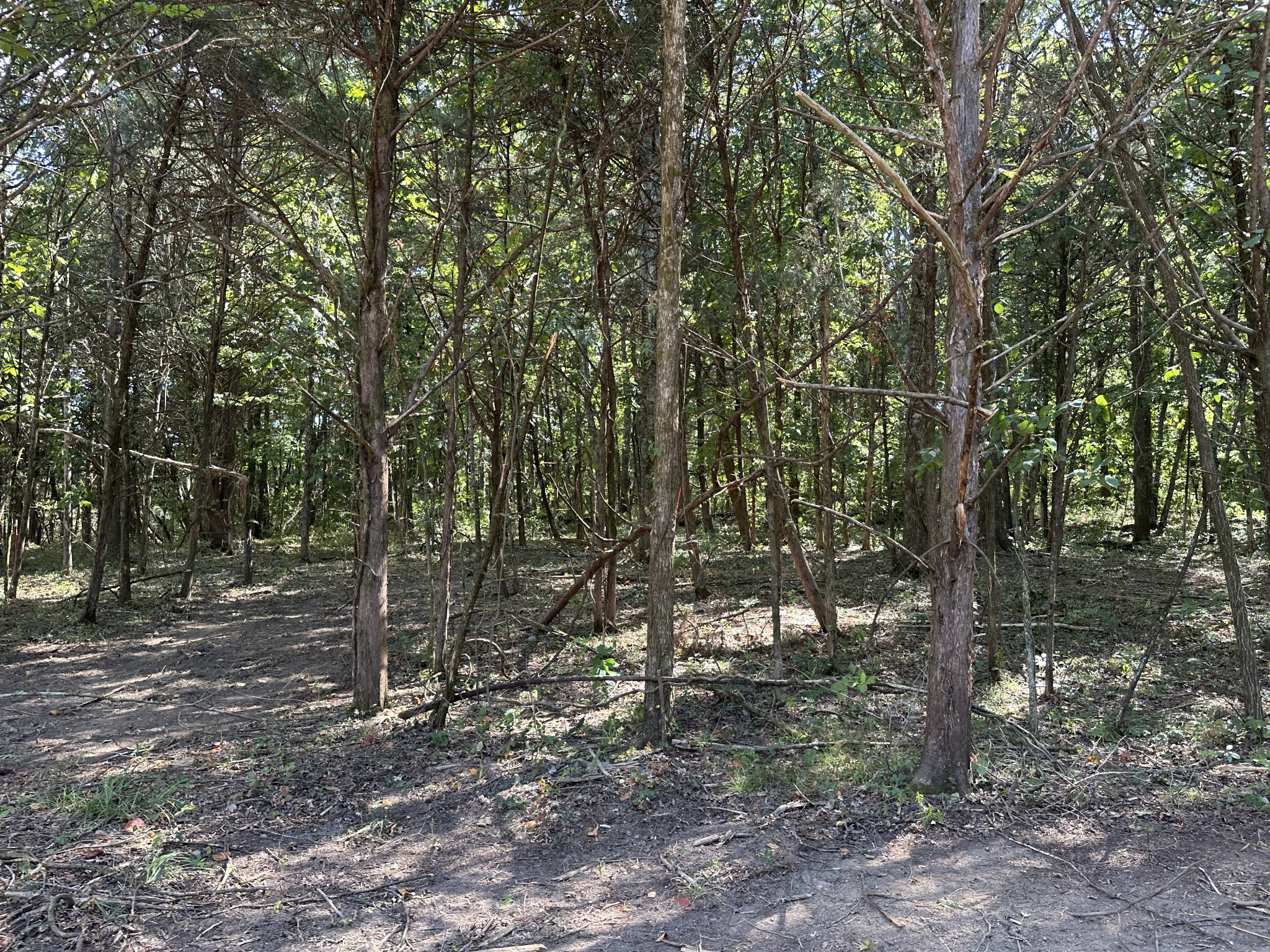 0 Atkinson Road Lebanon, TN 37090 - Photo 22 of 53 a view of a forest