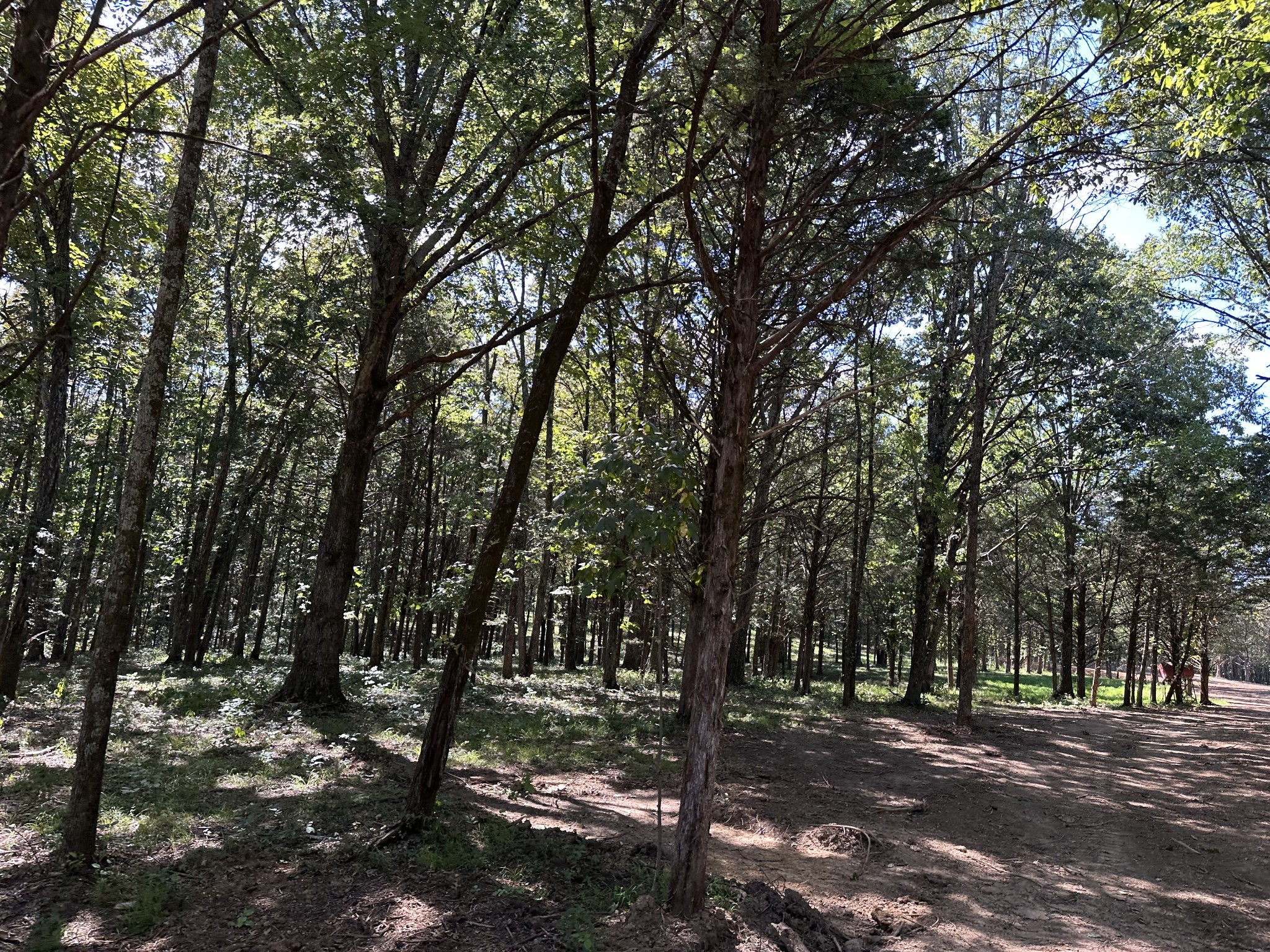 0 Atkinson Road Lebanon, TN 37090 - Photo 35 of 53 a view of road and trees