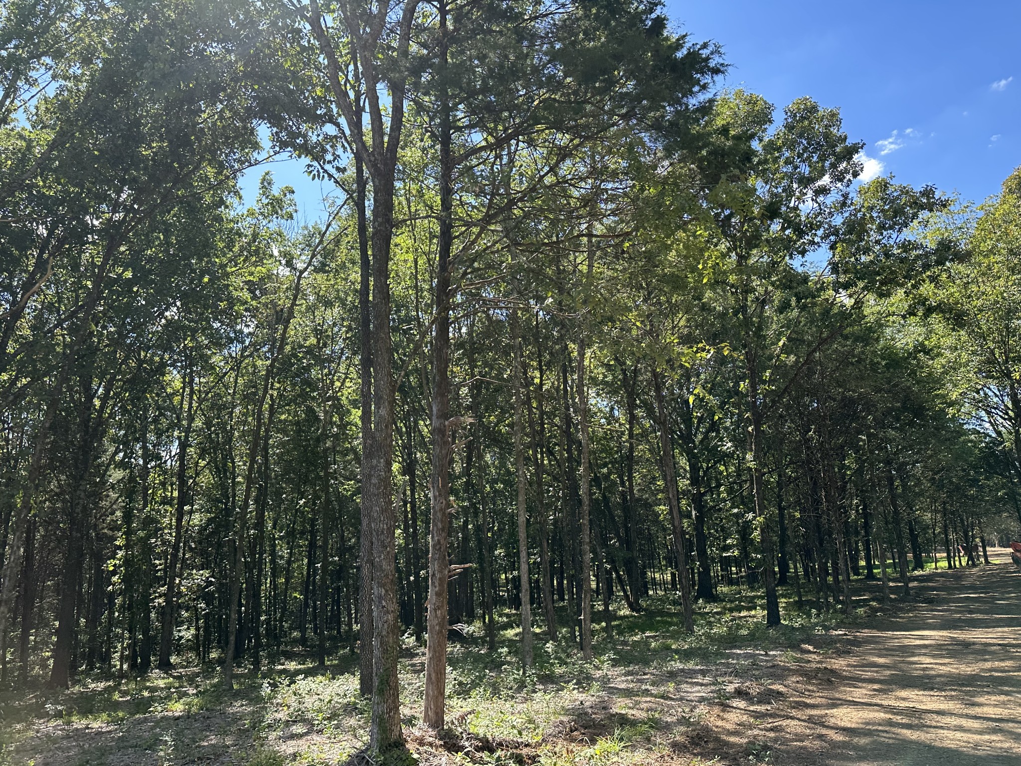 0 Atkinson Road Lebanon, TN 37090 - Photo 36 of 53 a view of a forest with trees in the background