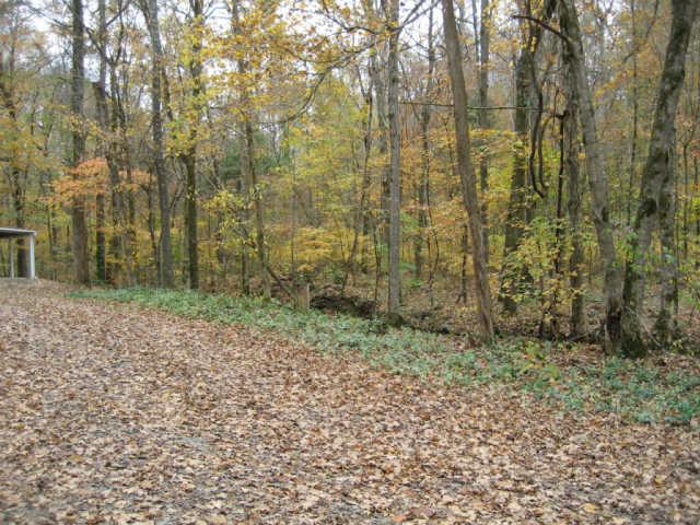 365 Double Branch Road Dickson, TN 37055 - Photo 3 of 20 a view of a dry yard with trees