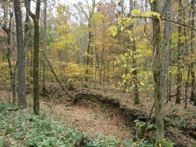 365 Double Branch Road Dickson, TN 37055 - Photo 4 of 20 a view of a yard with large trees