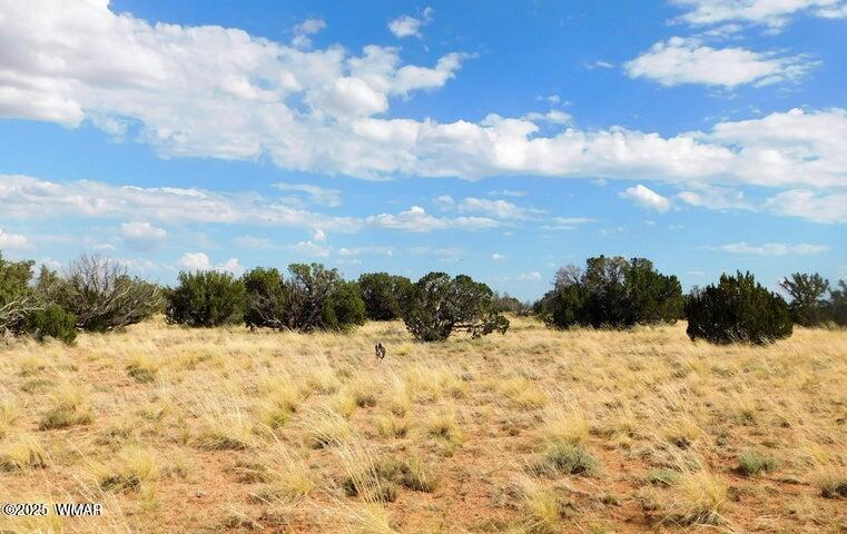 Lot 438 Chevelon Canyon Ranch Heber, AZ 85928 - Photo 3 of 4 3.jpg