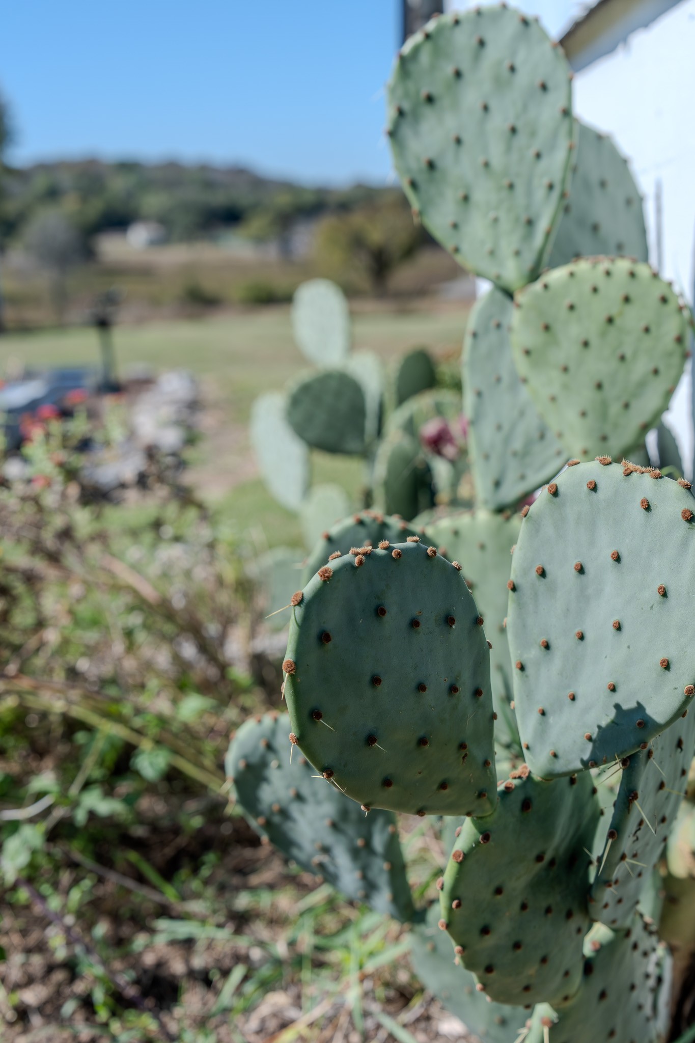 538 Mt Vernon Road Eagleville, TN 37060 - Photo 18 of 34 a view of a wooden door