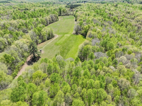 2167 Powdermill Hill Road Lawrenceburg, TN 38464 - Photo 3 of 33 a view of a yard with plants