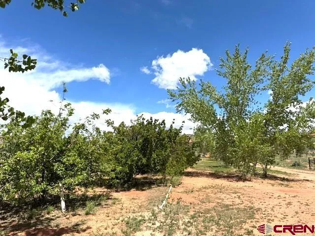 a view of a large garden with plants and large trees