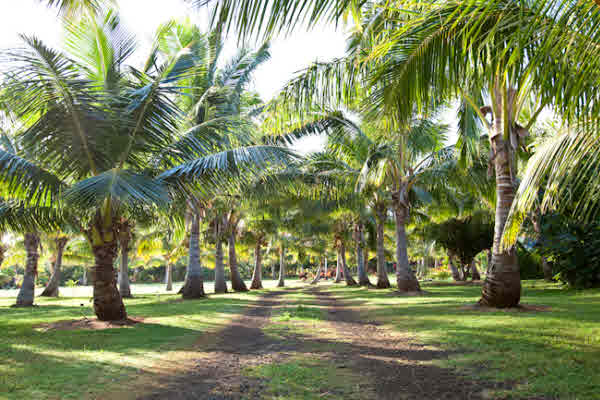 7200 D Koolau Road Kilauea, HI 96754 - Photo 2 of 25 Gallery Image 2