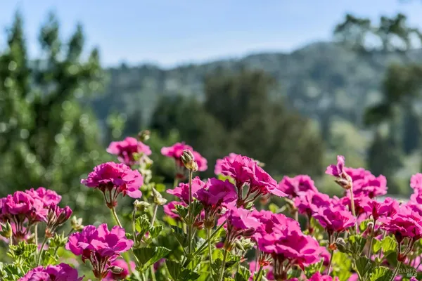 $1,995,000 | 120 East Manor Drive, Mill Valley, CA 94941