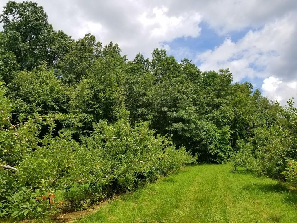 168 Bolton Road Harvard, MA 01451 - Photo 11 of 12 view of a bunch of trees