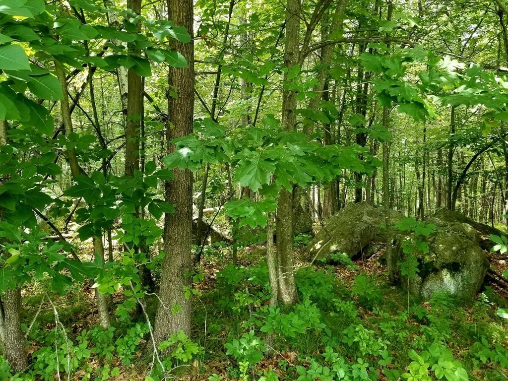 168 Bolton Road Harvard, MA 01451 - Photo 5 of 12 a view of a lush green forest