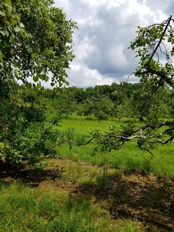168 Bolton Road Harvard, MA 01451 - Photo 6 of 12 a view of a lush green forest