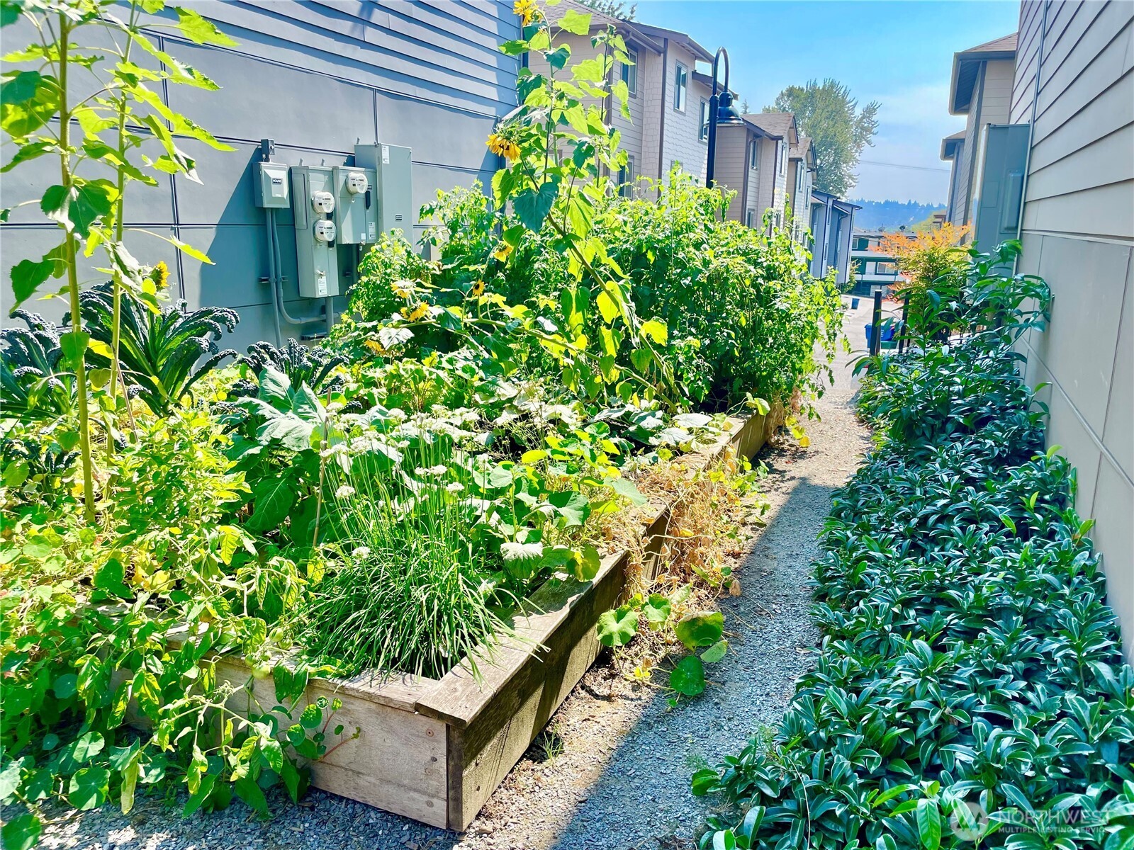 4910 South Willow Street, Unit B Seattle, WA 98118 - Photo 27 of 28 a view of a garden with plants