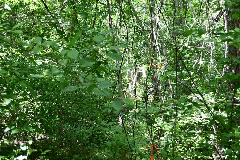 1 Wilson Road Temple, GA 30179 - Photo 26 of 88 a view of a lush green forest