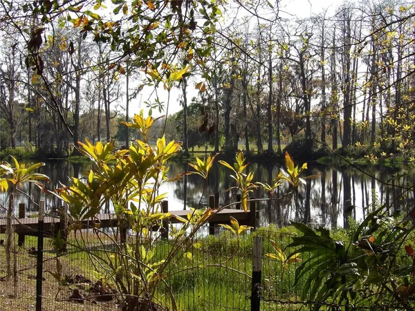 a view of a tree with a plant in front of it