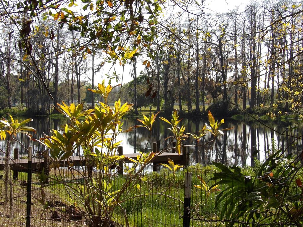 17506 Darby Lane Lutz, FL 33558 - Photo 9 of 15 a view of a tree with a plant in front of it