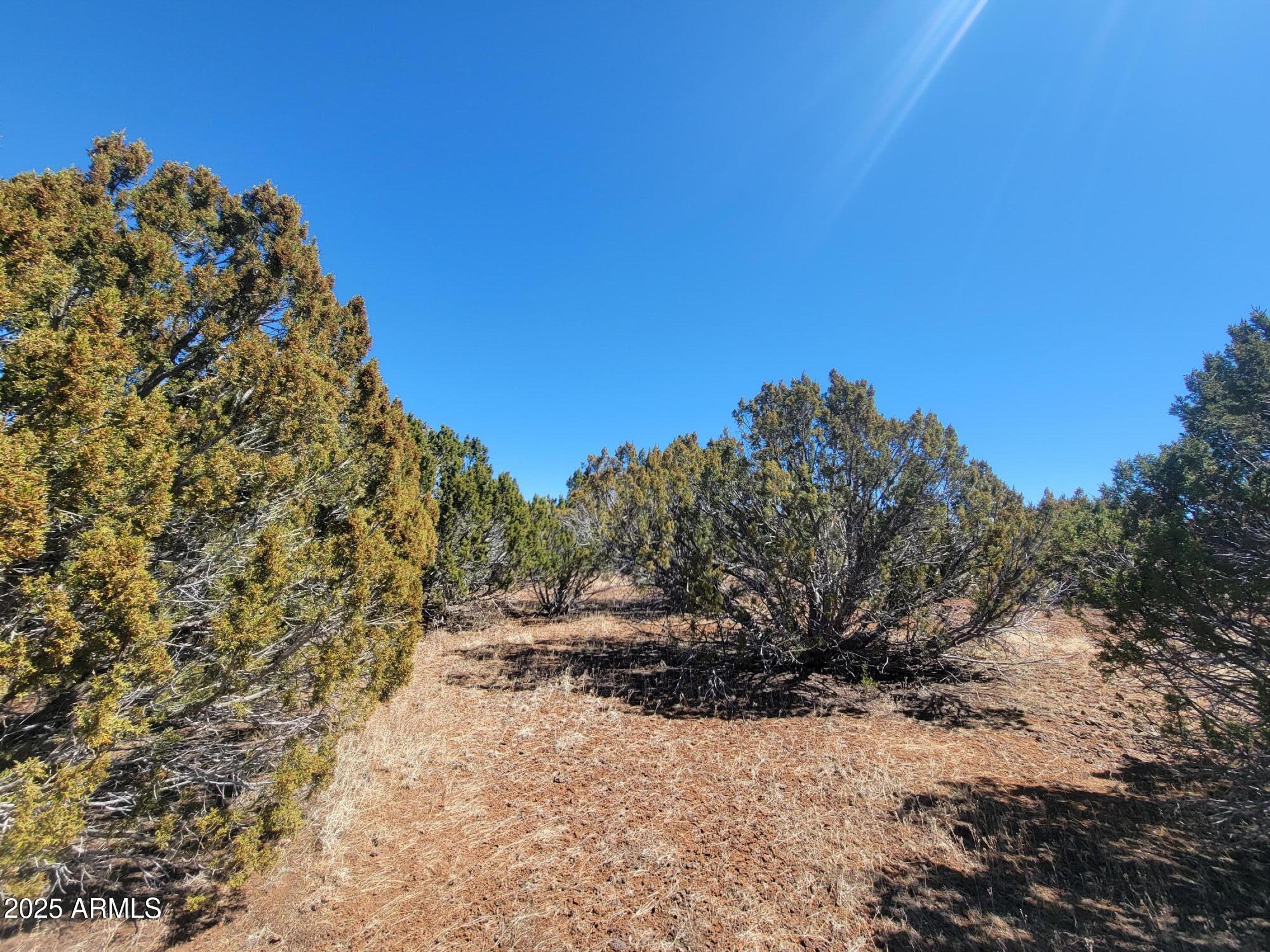 57 County Road Concho, AZ 85924 - Photo 10 of 12