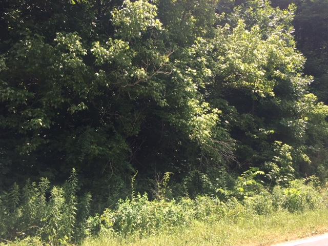 6.12 Dripping Springs Road Seymour, TN 37865 - Photo 3 of 4 IMG_1823