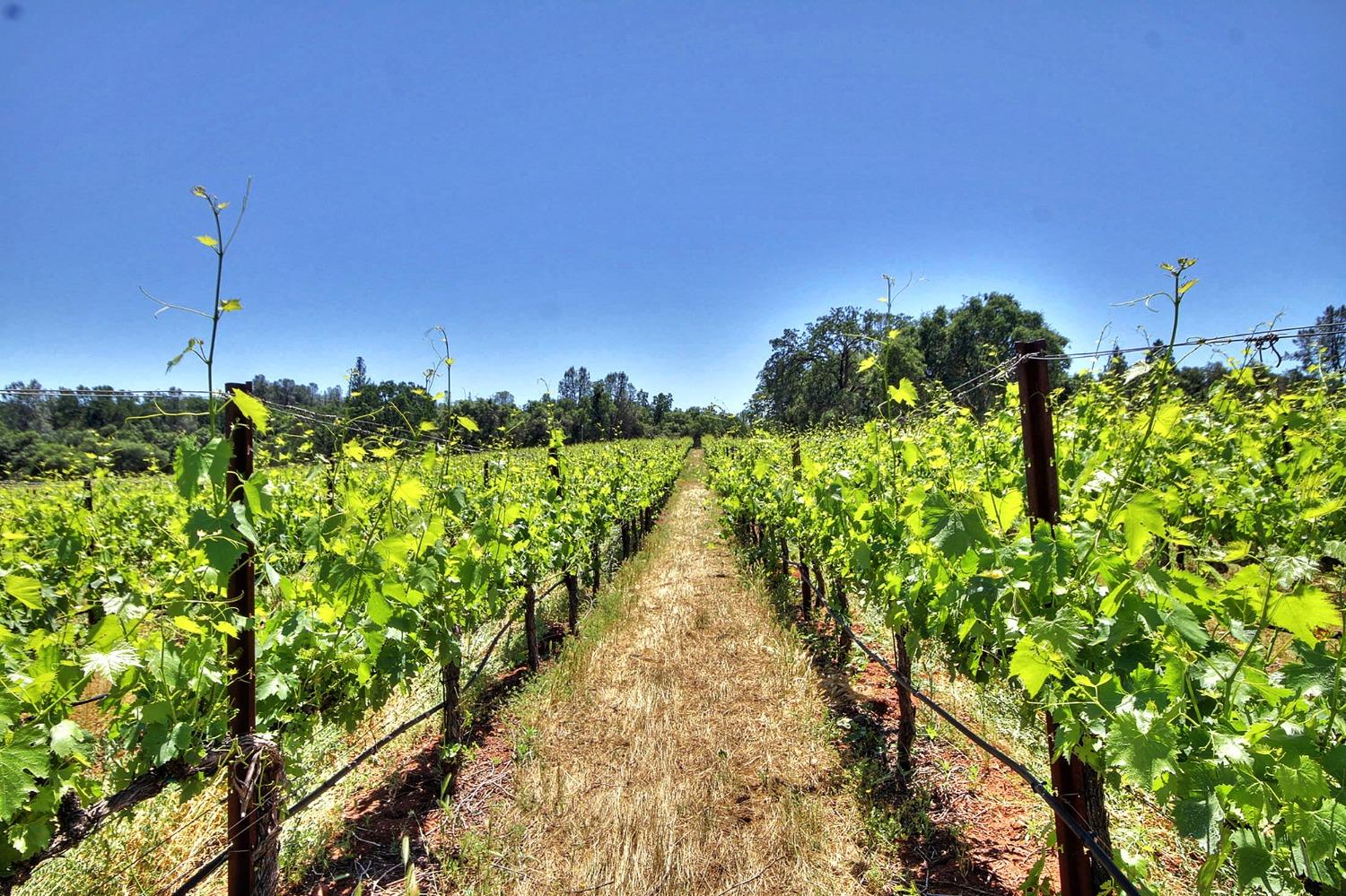 3040 Ponderosa Road Shingle Springs, CA 95682 - Photo 20 of 52 a view of a garden with a tree in a yard
