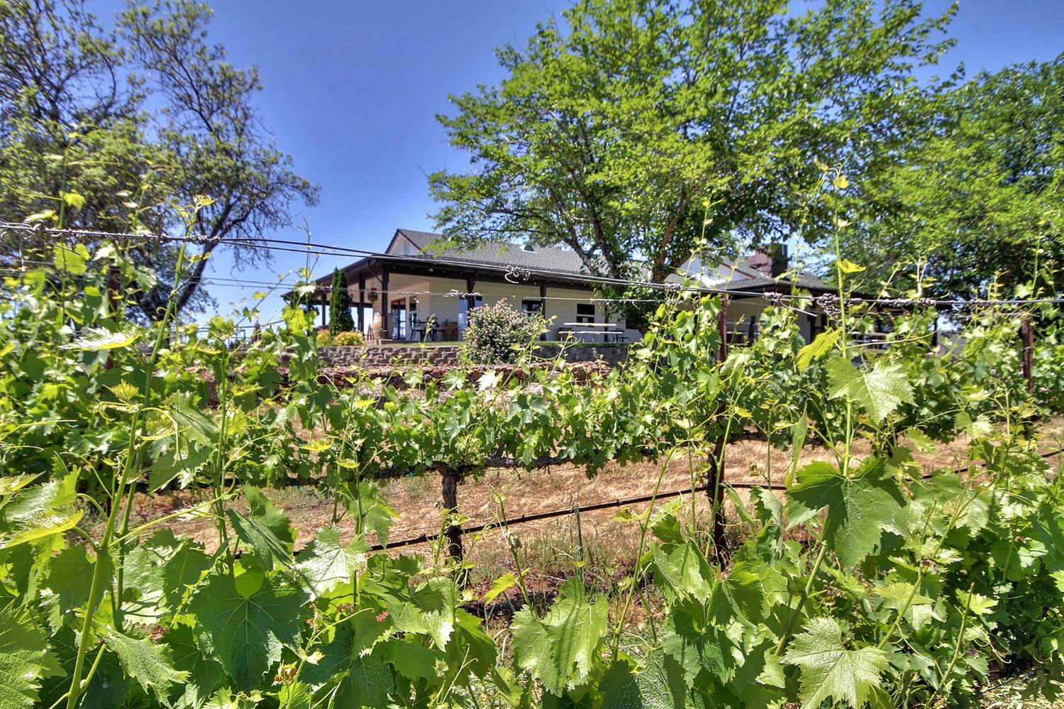 3040 Ponderosa Road Shingle Springs, CA 95682 - Photo 30 of 52 a close up of a plant in a garden