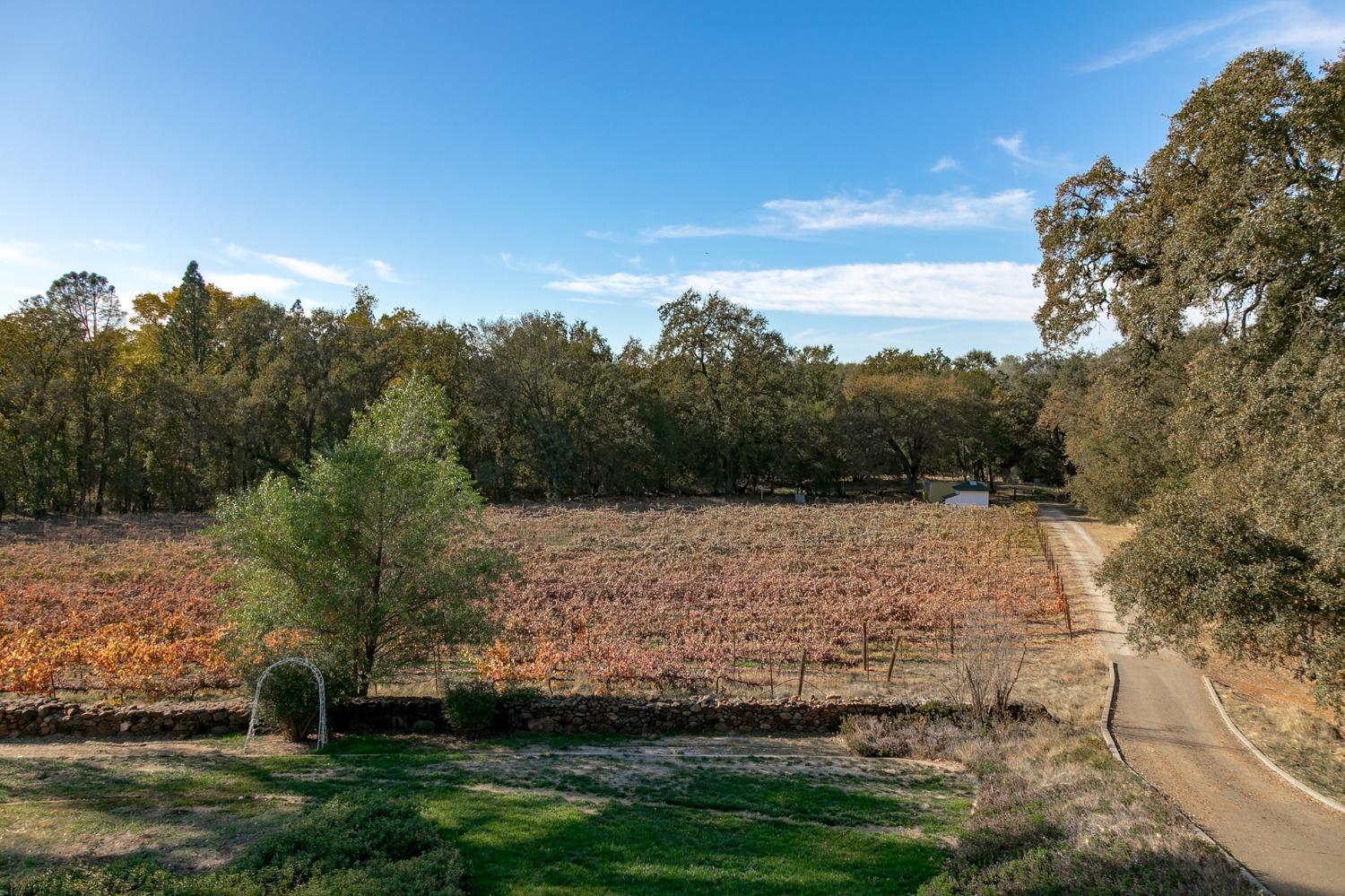 3040 Ponderosa Road Shingle Springs, CA 95682 - Photo 36 of 52 a view of outdoor space and yard