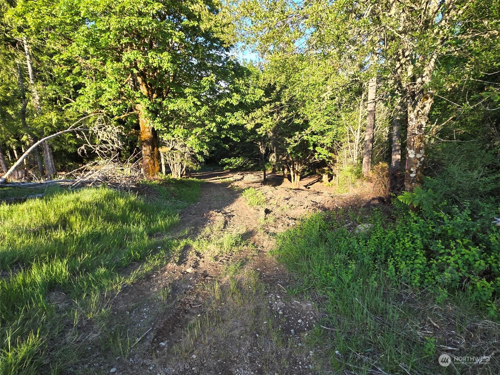 961 East Rasor Road Belfair, WA 98528 - Photo 12 of 13 a view of a yard with large trees