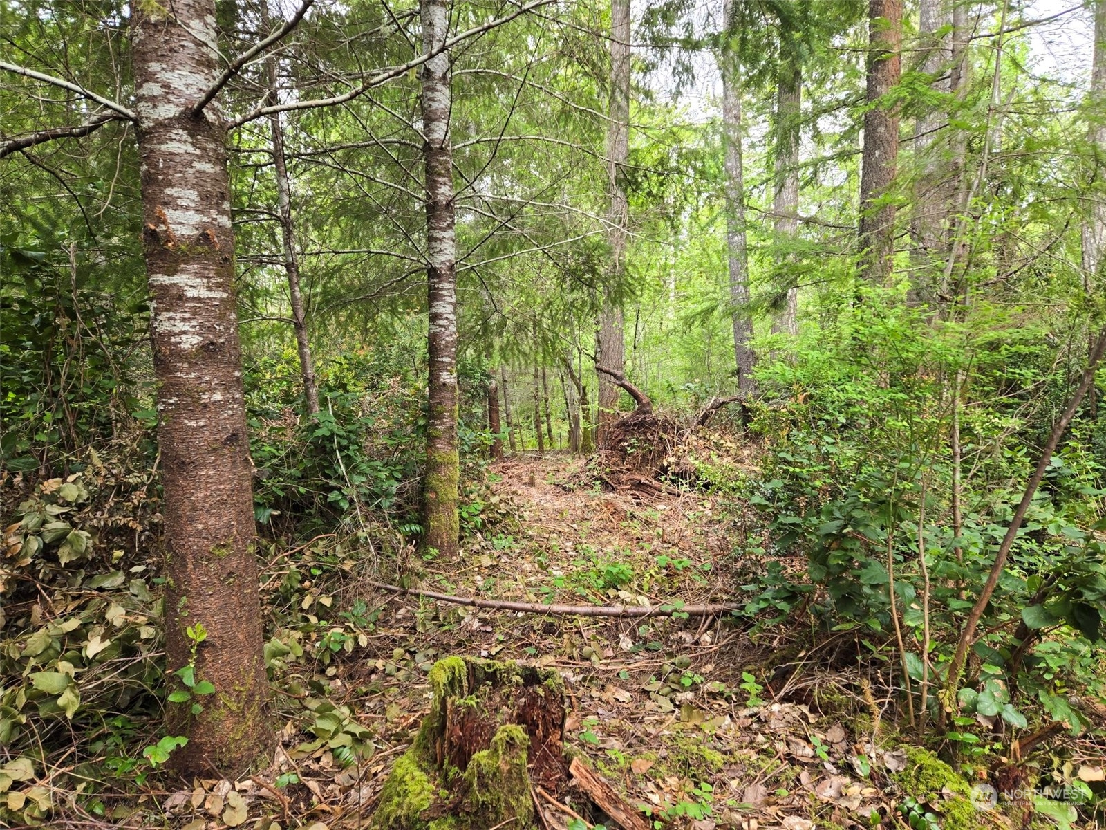 961 East Rasor Road Belfair, WA 98528 - Photo 3 of 13 a plant that is in front of a forest