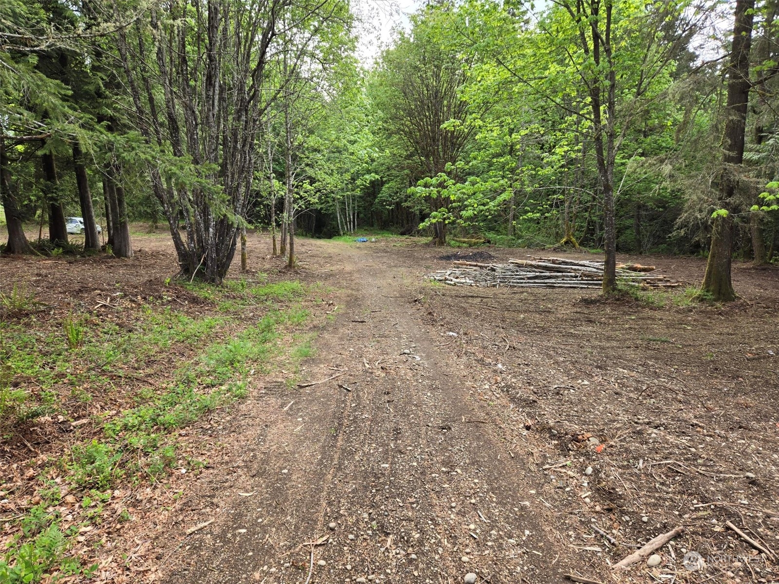 961 East Rasor Road Belfair, WA 98528 - Photo 5 of 13 a view of a forest with trees in the background