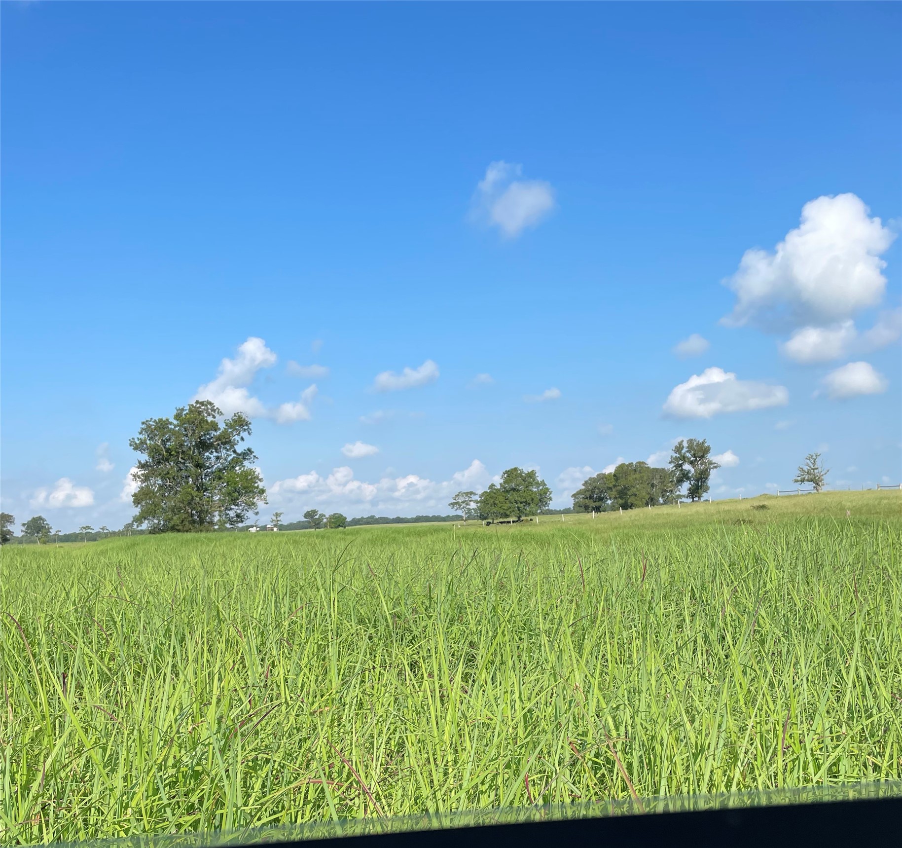 4950 Donaldson Road Wharton, TX 77488 - Photo 16 of 17 improved grass pastureland
