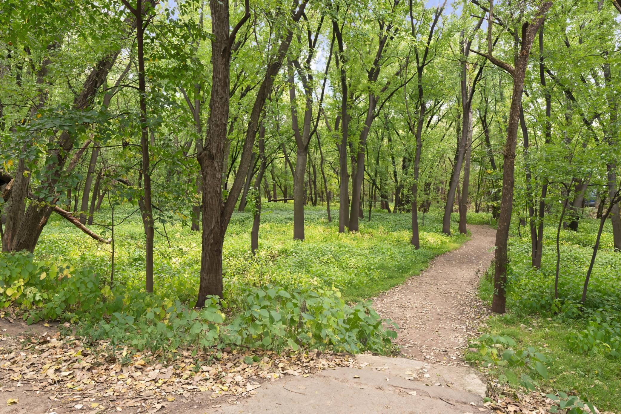 1709 Field Avenue St. Paul, MN 55116 - Photo 25 of 43