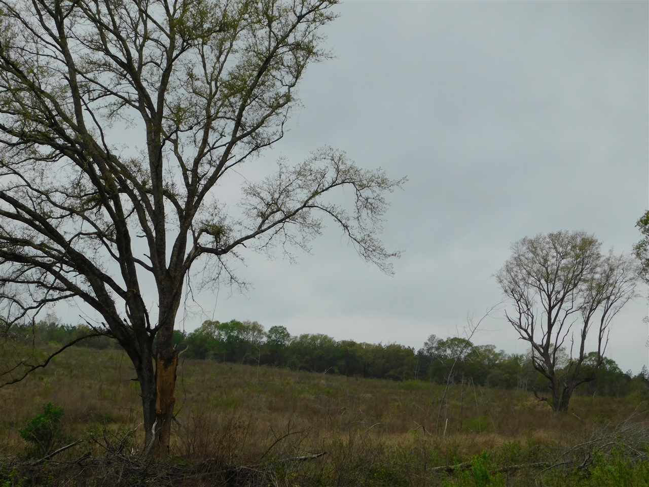 0 Babe Lawrence Road Florala, AL 36442 - Photo 9 of 17 Gallery Image 9