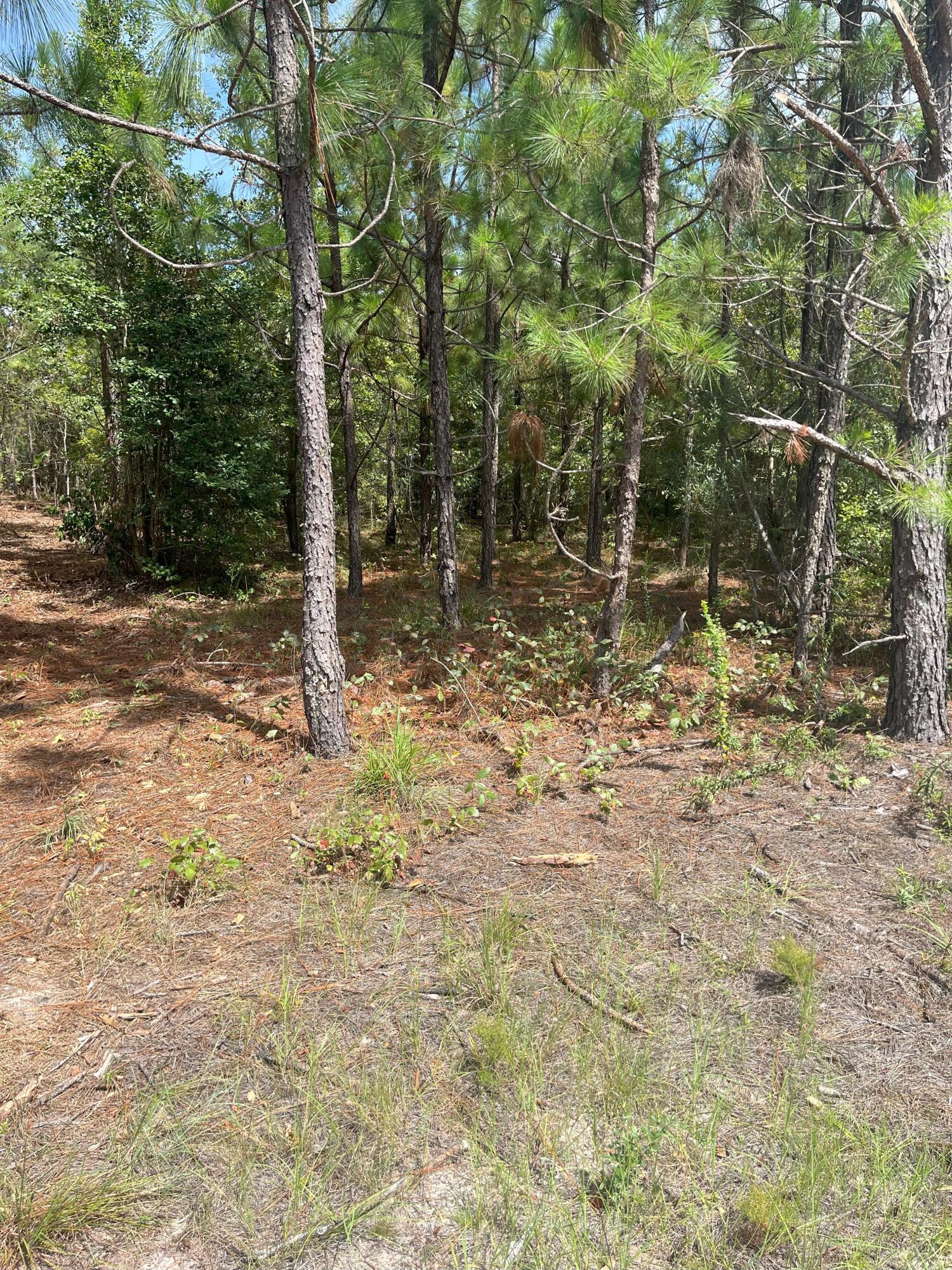 11 Payne Pond Road, Unit PPF 11 Westville, SC 29175 - Photo 3 of 12 IMG_7223