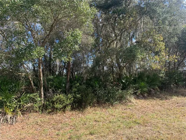a view of a forest with trees in the background