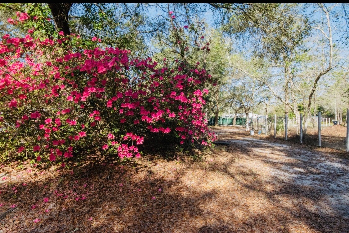 85216 Lina Road Fernandina Beach, FL 32034 - Photo 2 of 47 a view of a flower in a garden