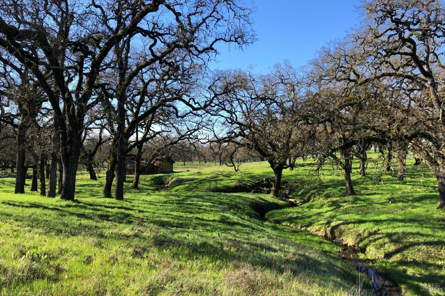 a huge green field with lots of trees