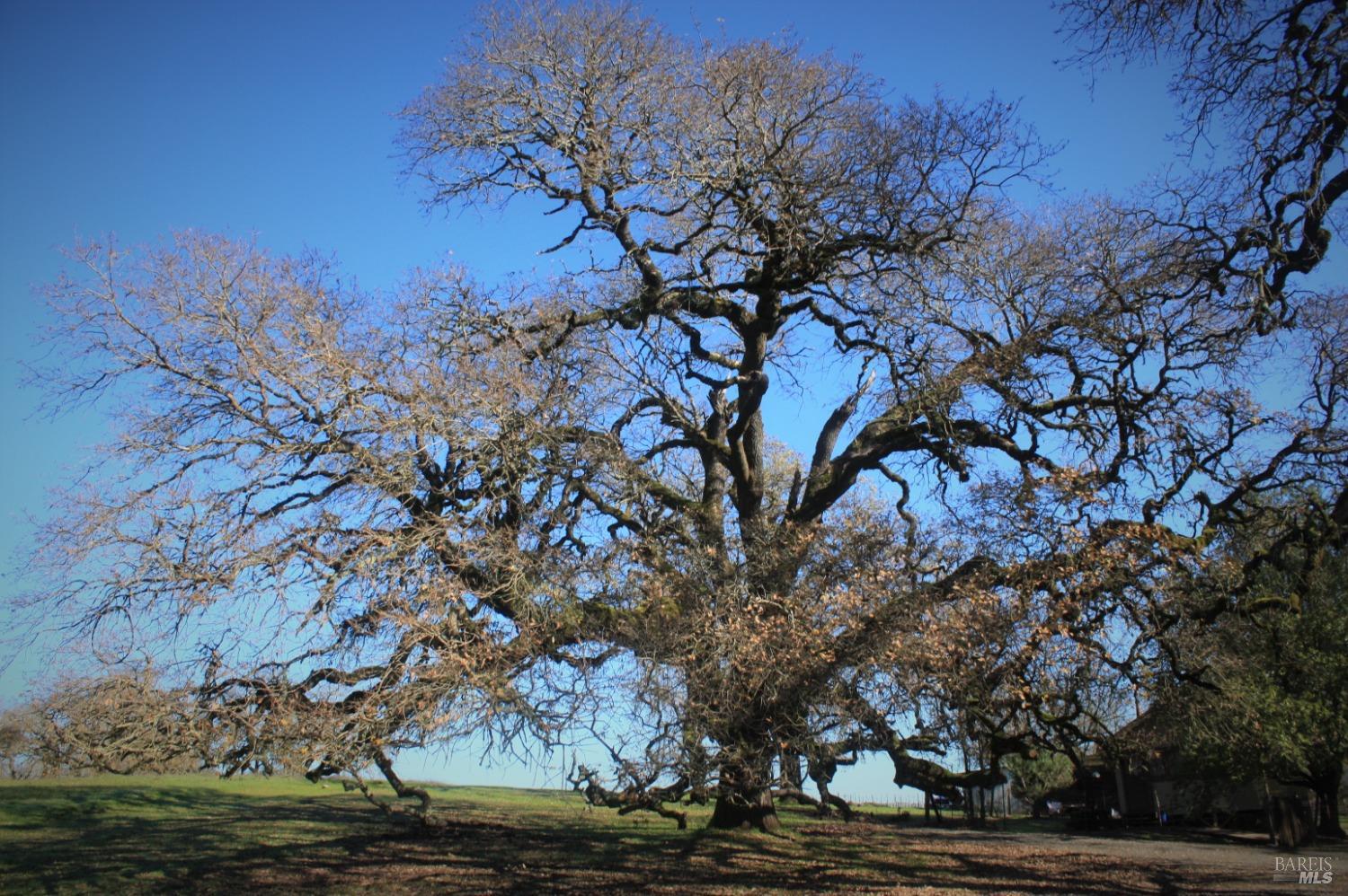 3111 Piner Road Santa Rosa, CA 95401 - Photo 12 of 12 a view of a tree in a yard