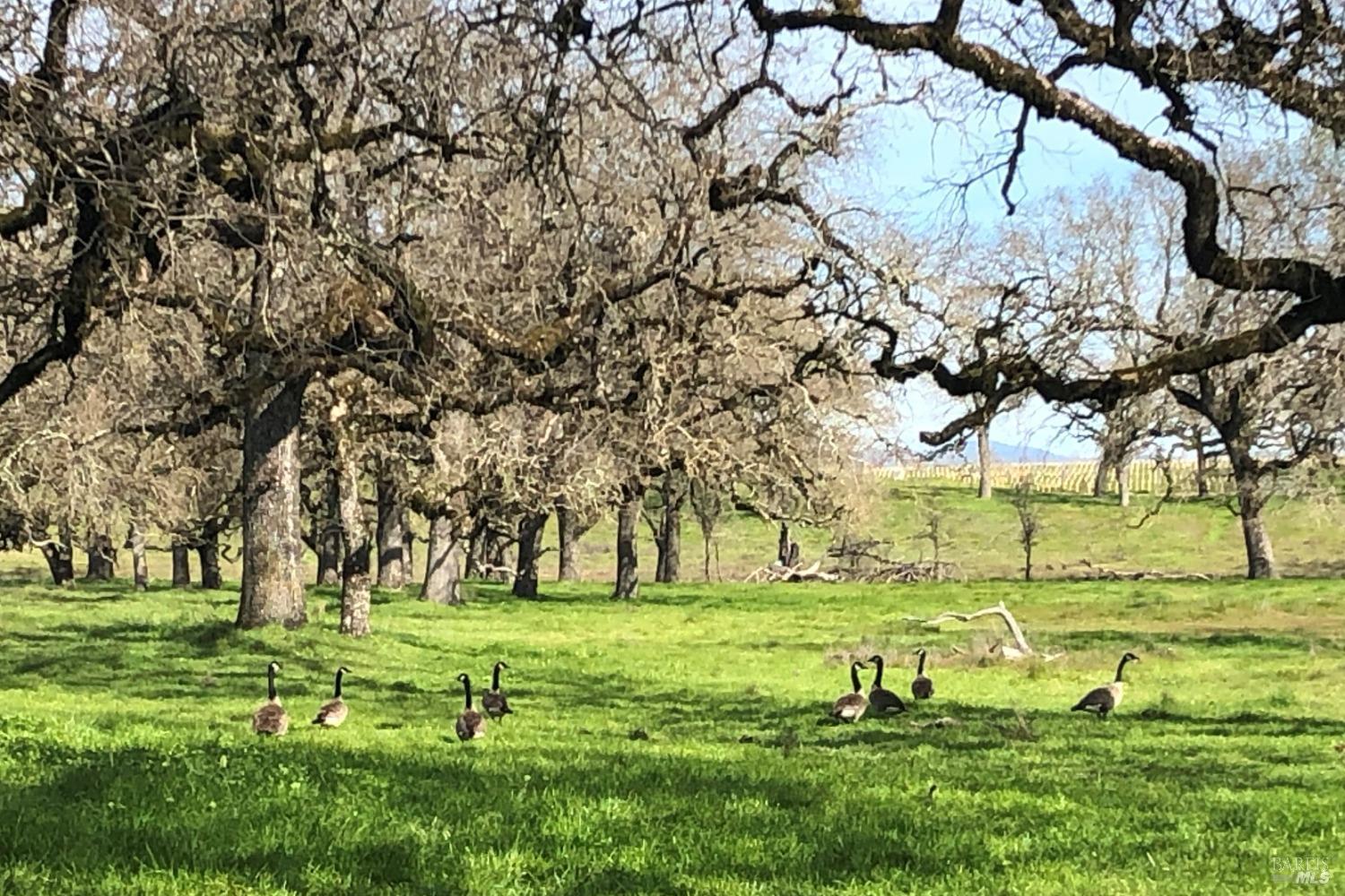 3111 Piner Road Santa Rosa, CA 95401 - Photo 9 of 12 a view of grassy field with benches and trees all around