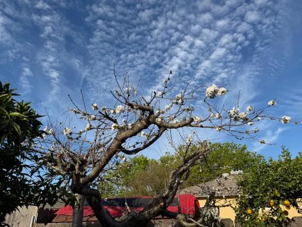 a picture of tree