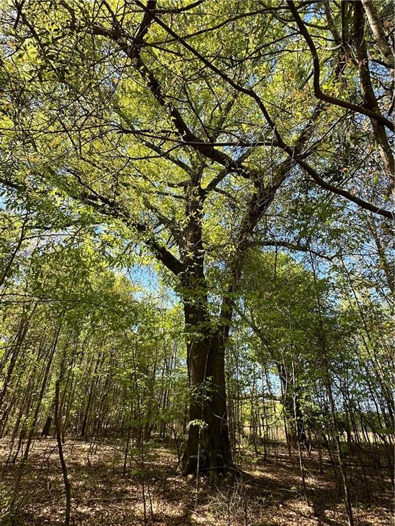 Lot J2 Seaboard Lane Hatchechubbee, AL 36858 - Photo 5 of 13 Gallery Image 5