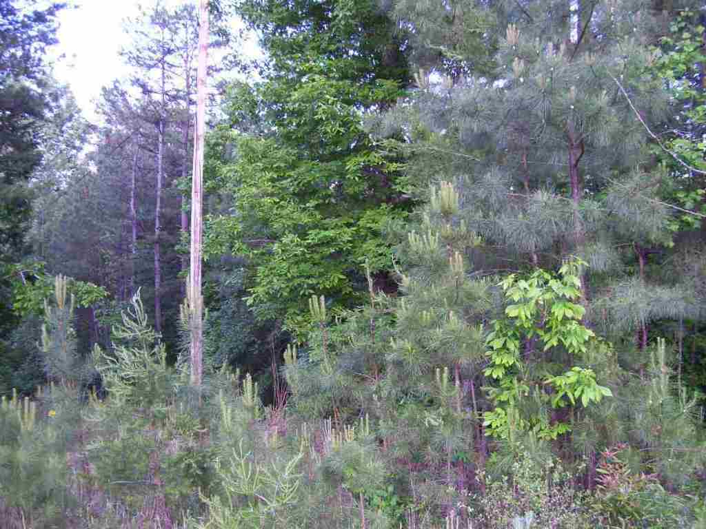 Burnt Tanyard Road West Union, SC 29696 - Photo 2 of 3 Gallery Image 2