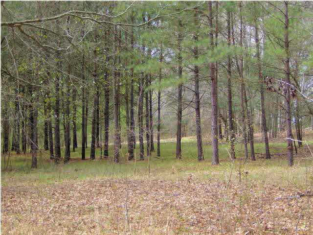 0 Lake Cavalier Road, Unit LOT 6 Madison, MS 39110 - Photo 1 of 7 Tree Shaded
