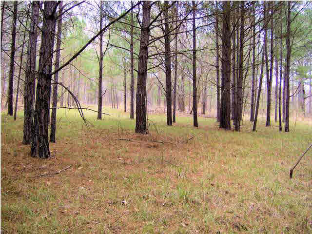0 Lake Cavalier Road, Unit LOT 6 Madison, MS 39110 - Photo 7 of 7 Level Terrain