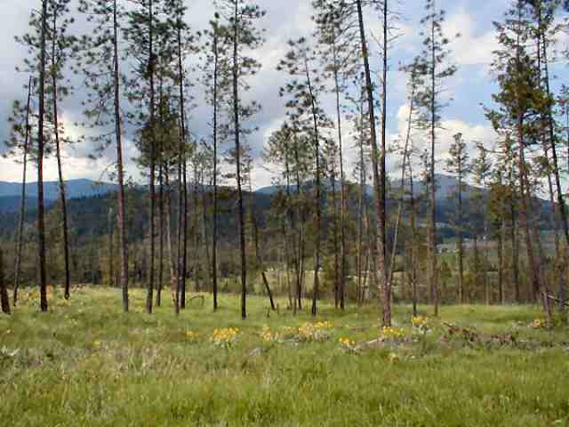 Lot 2 Skidmore Road Colville, WA 99114 - Photo 1 of 5