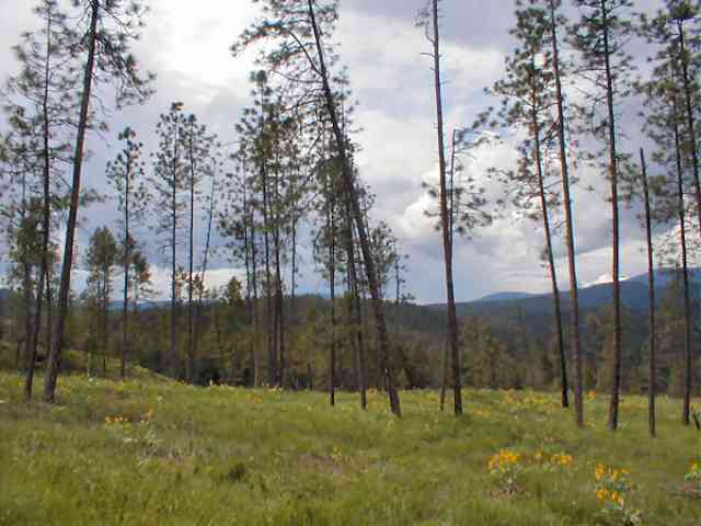 Lot 2 Skidmore Road Colville, WA 99114 - Photo 2 of 5