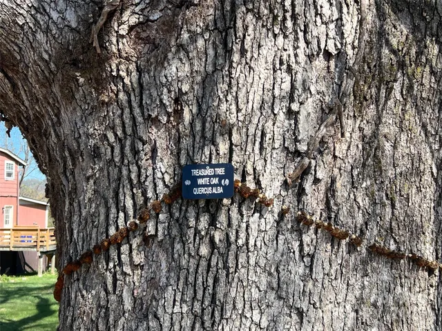 a view of a garden with a tree